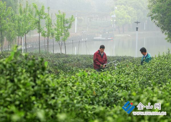 句容市张庙茶场最新动态报道